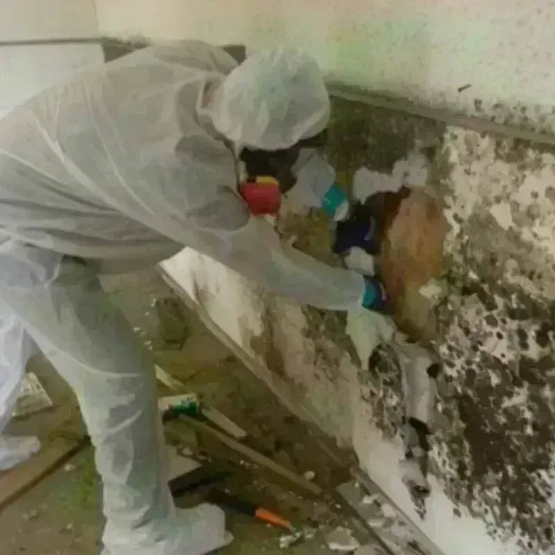 Mold Remediation and Removal in Hempstead, TX